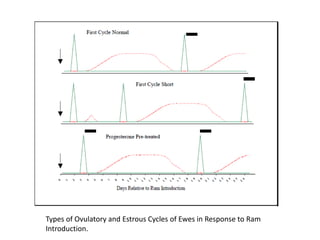 Socio-sexual cues as a proximate factor affecting reproduction behavior and physiology in sheep