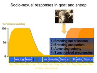 Socio-sexual cues as a proximate factor affecting reproduction behavior and physiology in sheep