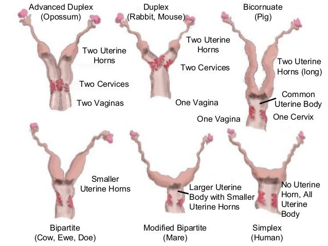 pictures of vagina shapes pictures of vagina shapes