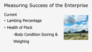 Measuring Success of the Enterprise
Current
• Lambing Percentage
• Health of Flock
-Body Condition Scoring &
Weighing
 