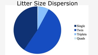 Litter Size Dispersion
 