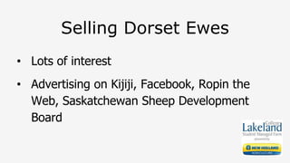 Selling Dorset Ewes
• Lots of interest
• Advertising on Kijiji, Facebook, Ropin the
Web, Saskatchewan Sheep Development
Board
 