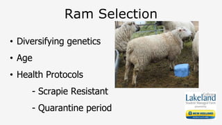 Ram Selection
• Diversifying genetics
• Age
• Health Protocols
- Scrapie Resistant
- Quarantine period
 