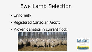 Ewe Lamb Selection
• Uniformity
• Registered Canadian Arcott
• Proven genetics in current flock
 
