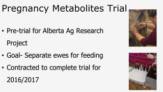 Pregnancy Metabolites Trial
• Pre-trial for Alberta Ag Research
Project
• Goal- Separate ewes for feeding
• Contracted to complete trial for
2016/2017
 