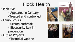 Flock Health
• Pink Eye
- Appeared in January
-Treated and controlled
• Lamb Scours
- Scours outbreak
- Biosecurity key in
prevention
• Future Projects
-Clostridial vaccine
 