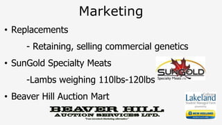 Marketing
• Replacements
- Retaining, selling commercial genetics
• SunGold Specialty Meats
-Lambs weighing 110lbs-120lbs
• Beaver Hill Auction Mart
 
