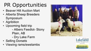 PR Opportunities
• Beaver Hill Auction Mart
• Alberta Sheep Breeders
Symposium
• Agribition
• Upcoming field trip
- Albers Feedlot- Stony
Plain, AB
- Dry Lake Farm
• Selling Dorsets
• Viewing rams/ewelambs
 