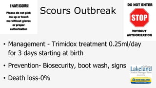 Scours Outbreak
• Management - Trimidox treatment 0.25ml/day
for 3 days starting at birth
• Prevention- Biosecurity, boot wash, signs
• Death loss-0%
 