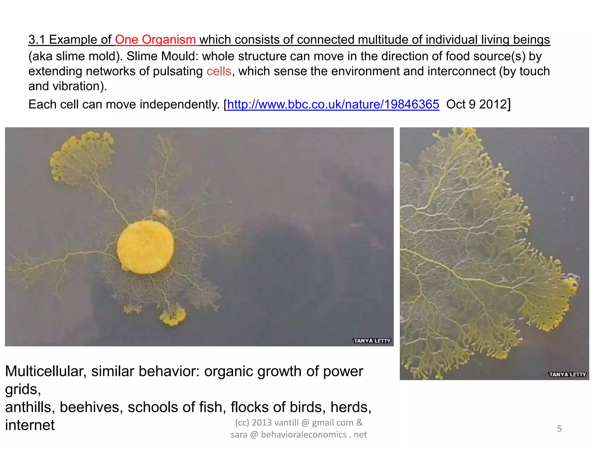 3.1 Example of One Organism which consists of connected multitude of individual living beings
    (aka slime mold). Slime Mould: whole structure can move in the direction of food source(s) by
    extending networks of pulsating cells, which sense the environment and interconnect (by touch
    and vibration).
    Each cell can move independently. [http://www.bbc.co.uk/nature/19846365 Oct 9 2012]




Multicellular, similar behavior: organic growth of power
grids,
anthills, beehives, schools of fish, flocks of birds, herds,
internet                              (cc) 2013 vantill @ gmail com &
                                                                                                    5
                                          sara @ behavioraleconomics . net
 