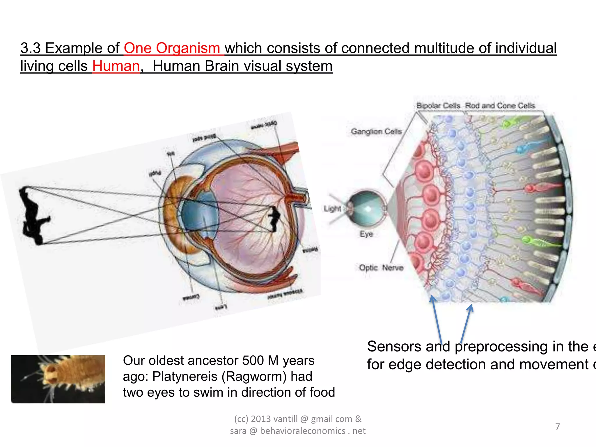 3.3 Example of One Organism which consists of connected multitude of individual
living cells Human, Human Brain visual system




                                                                    Sensors and preprocessing in the e
               Our oldest ancestor 500 M years                      for edge detection and movement d
               ago: Platynereis (Ragworm) had
               two eyes to swim in direction of food
                                  (cc) 2013 vantill @ gmail com &
                                 sara @ behavioraleconomics . net                              7
 