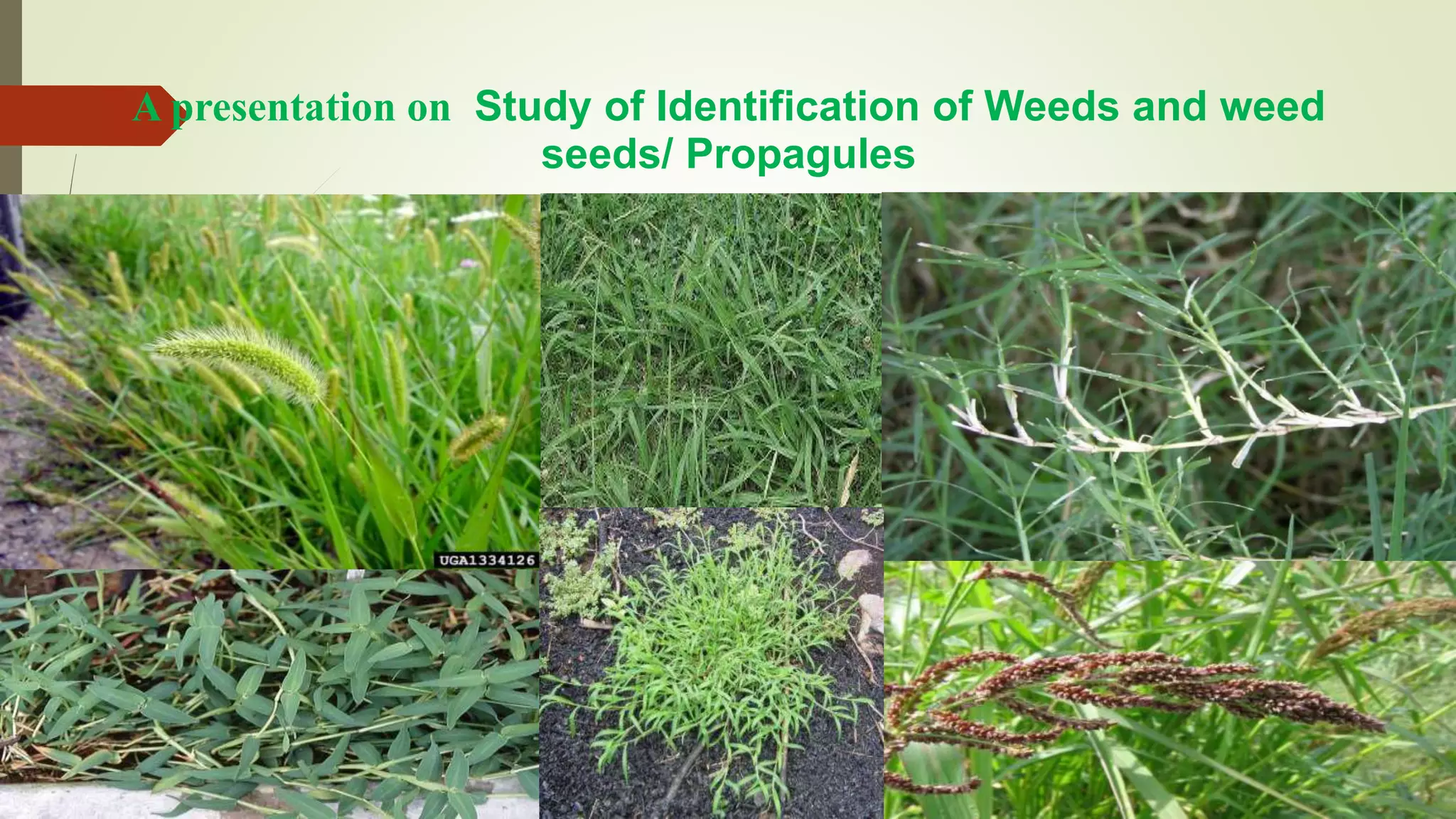 A presentation on Study of Identification of Weeds and weed
seeds/ Propagules