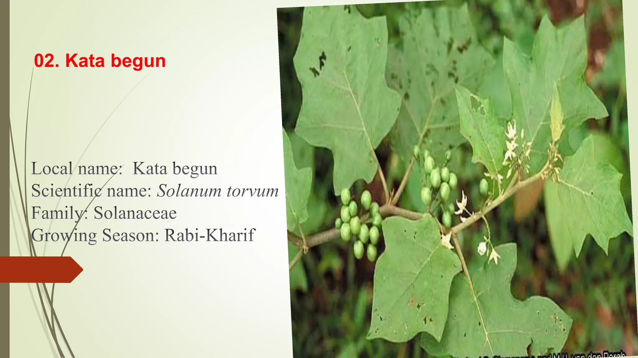02. Kata begun