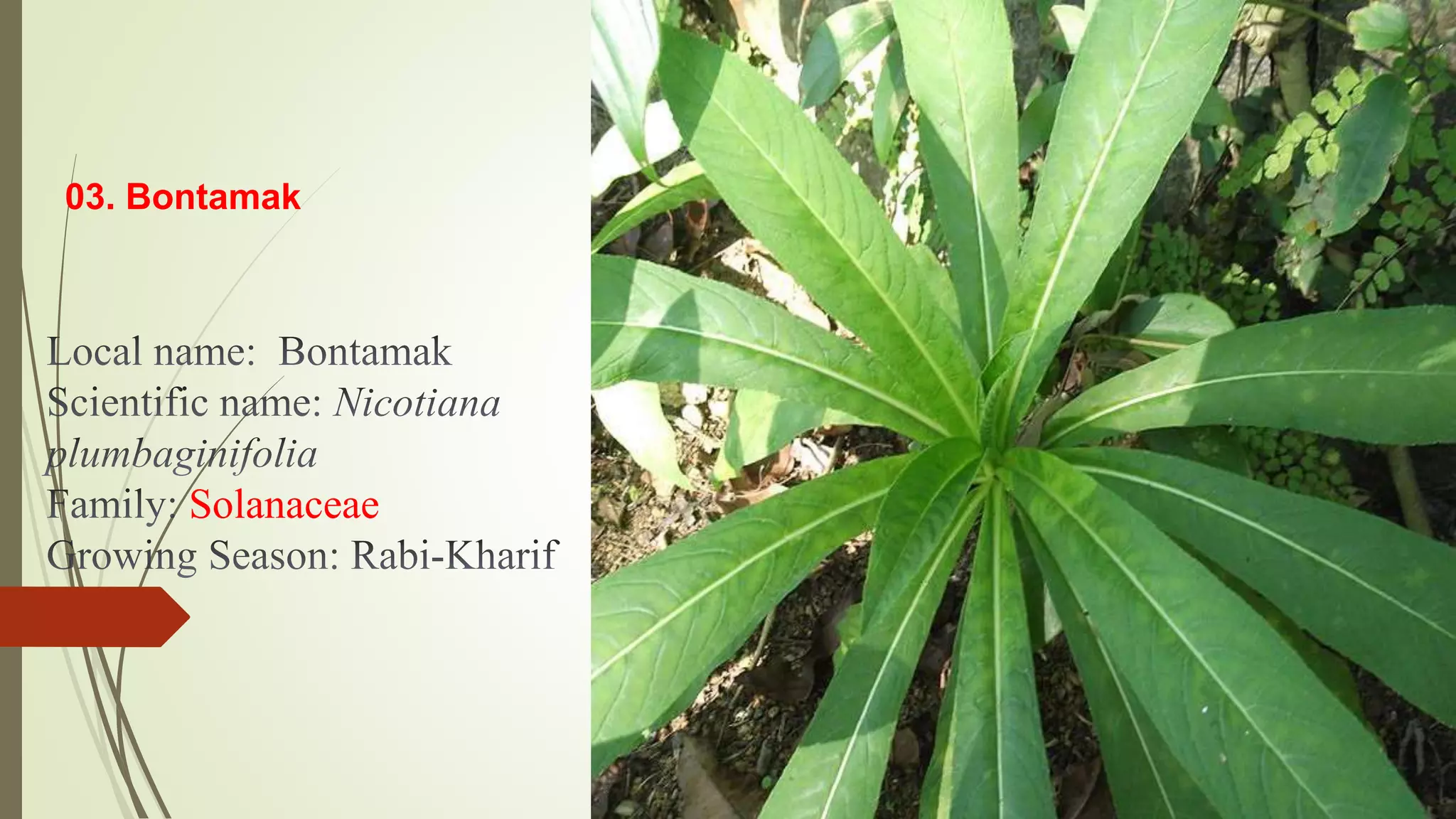 03. Bontamak
Solanaceae