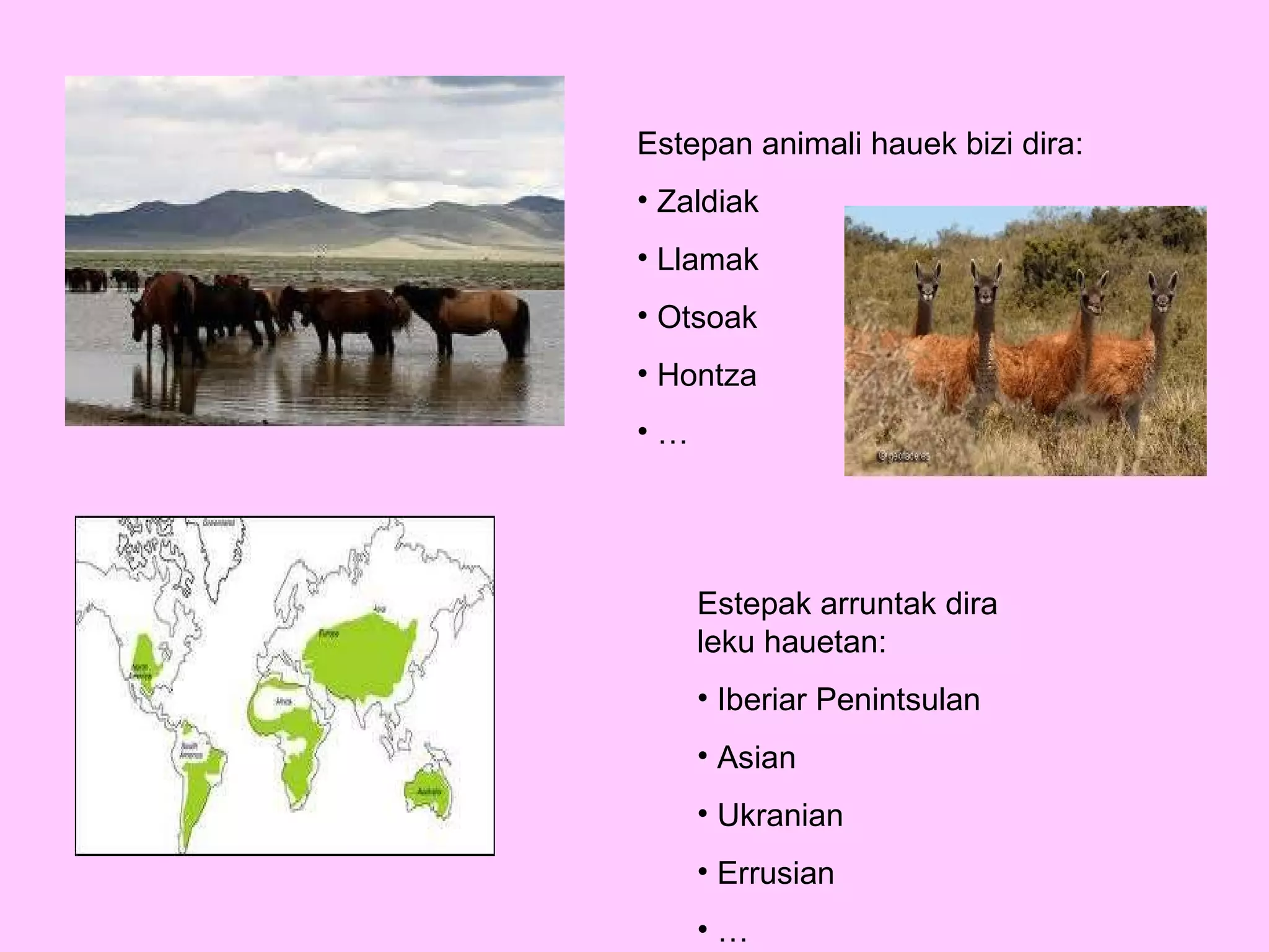 Estepan animali hauek bizi dira: Zaldiak Llamak Otsoak Hontza … Estepak arruntak dira leku hauetan: Iberiar Penintsulan Asian Ukranian Errusian … 