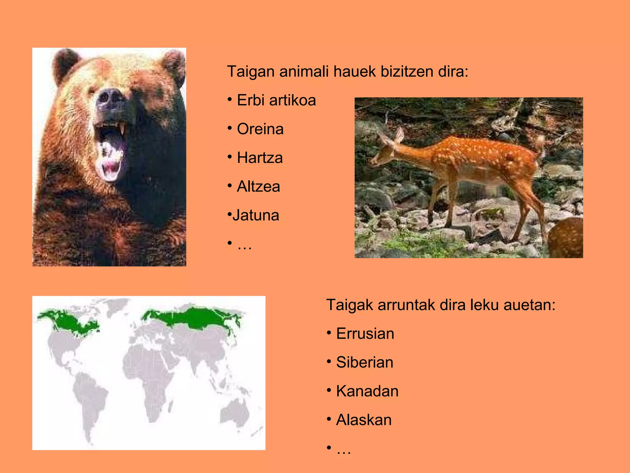 Taigan animali hauek bizitzen dira: Erbi artikoa Oreina Hartza Altzea Jatuna … Taigak arruntak dira leku auetan: Errusian Siberian Kanadan Alaskan … 