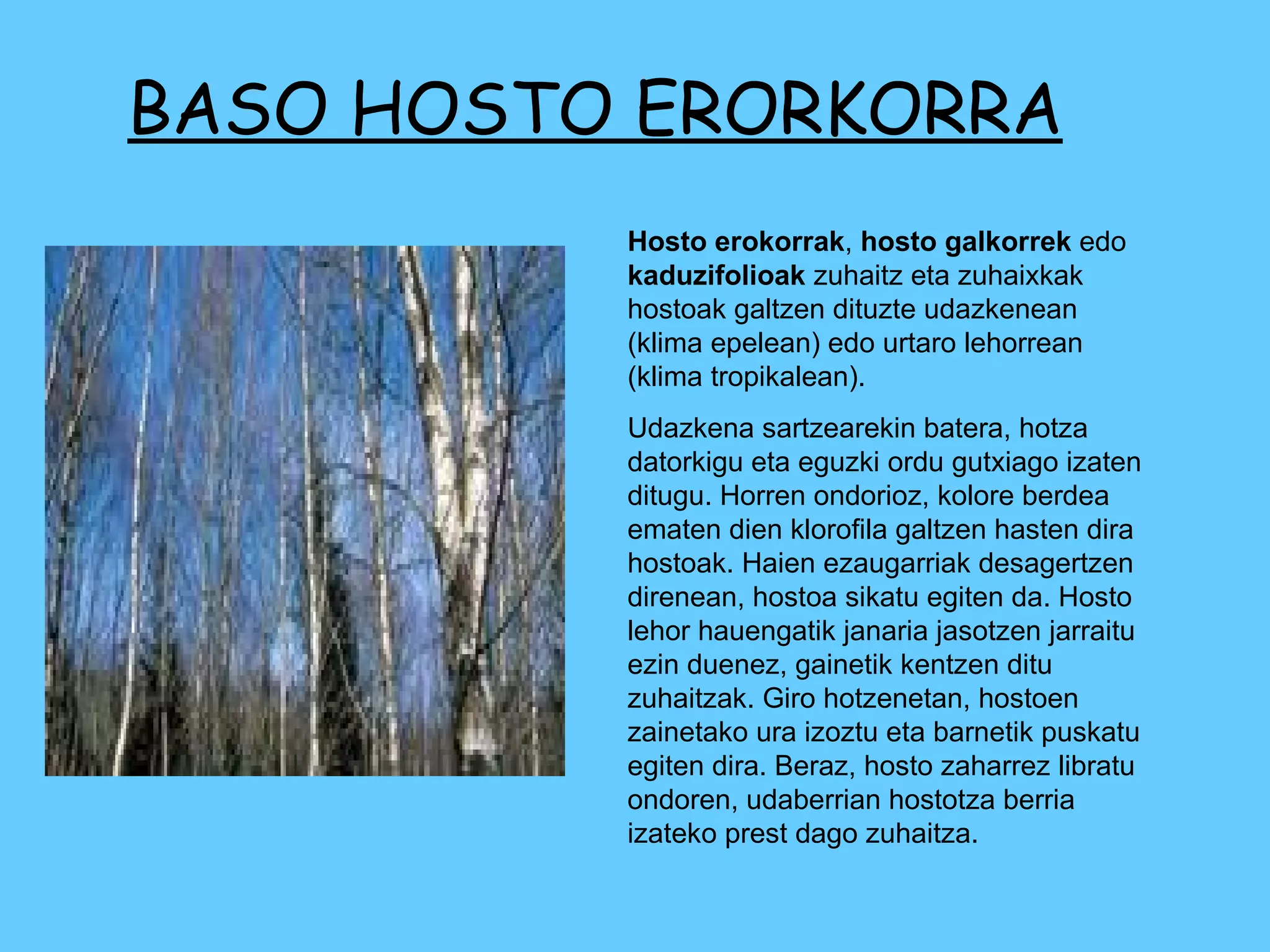 BASO HOSTO ERORKORRA Hosto erokorrak ,  hosto galkorrek  edo  kaduzifolioak  zuhaitz eta zuhaixkak hostoak galtzen dituzte udazkenean (klima epelean) edo urtaro lehorrean (klima tropikalean). Udazkena sartzearekin batera, hotza datorkigu eta eguzki ordu gutxiago izaten ditugu. Horren ondorioz, kolore berdea ematen dien klorofila galtzen hasten dira hostoak. Haien ezaugarriak desagertzen direnean, hostoa sikatu egiten da. Hosto lehor hauengatik janaria jasotzen jarraitu ezin duenez, gainetik kentzen ditu zuhaitzak. Giro hotzenetan, hostoen zainetako ura izoztu eta barnetik puskatu egiten dira. Beraz, hosto zaharrez libratu ondoren, udaberrian hostotza berria izateko prest dago zuhaitza. 