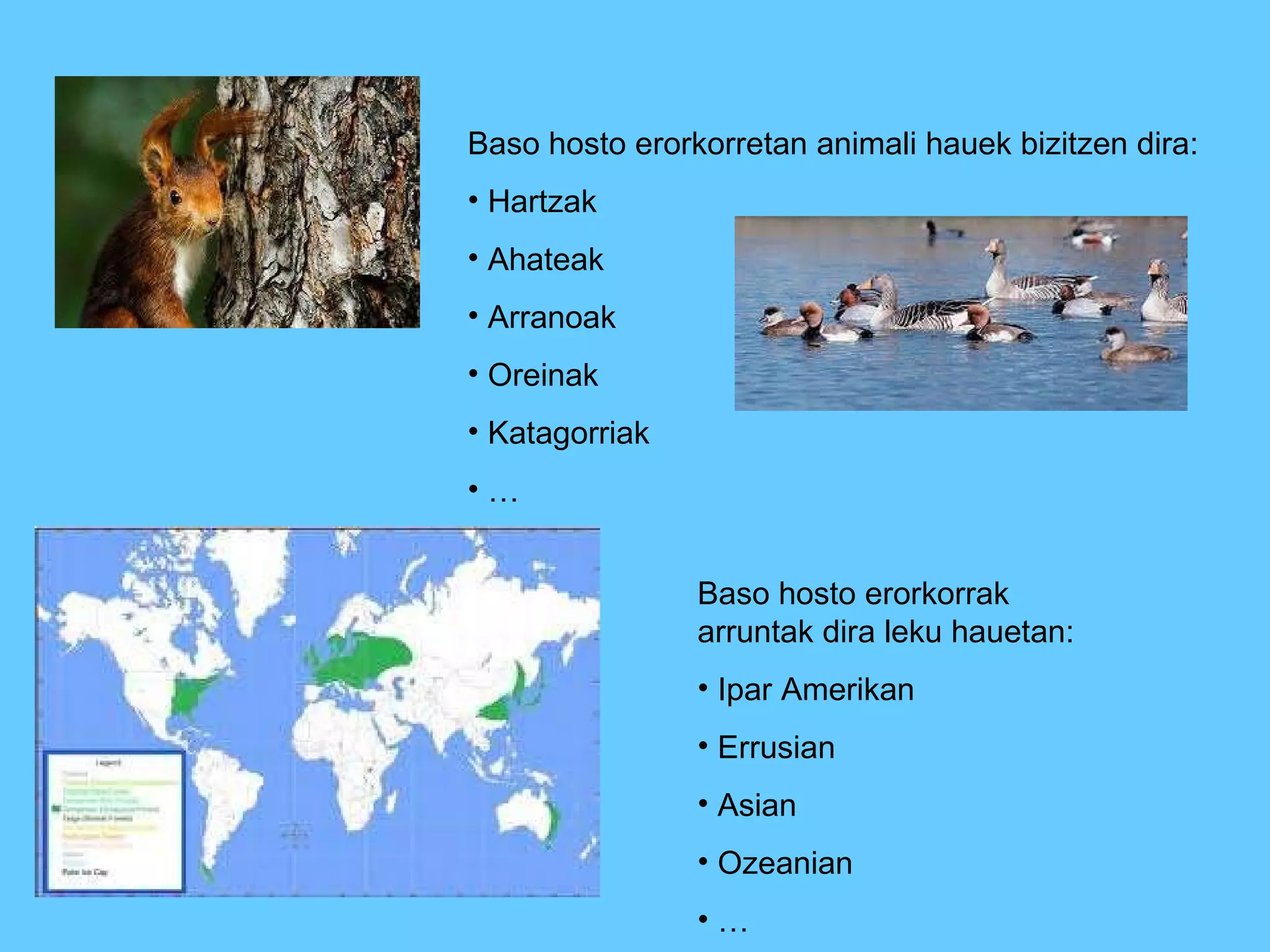 Baso hosto erorkorretan animali hauek bizitzen dira: Hartzak Ahateak Arranoak Oreinak Katagorriak … Baso hosto erorkorrak arruntak dira leku hauetan: Ipar Amerikan Errusian Asian Ozeanian … 