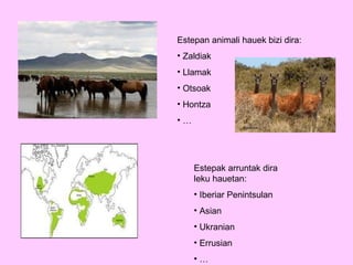 Estepan animali hauek bizi dira: Zaldiak Llamak Otsoak Hontza … Estepak arruntak dira leku hauetan: Iberiar Penintsulan Asian Ukranian Errusian … 