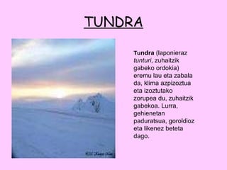 TUNDRA Tu ndra  (laponieraz  tunturi , zuhaitzik gabeko ordokia) eremu lau eta zabala da, klima azpizoztua eta izoztutako zorupea du, zuhaitzik gabekoa. Lurra, gehienetan paduratsua, goroldioz eta likenez beteta dago. 