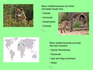 Baso mediterraneotan bizi diren animaliak hauek dira: Otsoak Arranoak Katamotxak Oreinak … Baso mediterraneoak arruntak dira leku hauetan: Iberiar Penintsulan Ozeanian Ipar eta Hego Amerikan Asian … 
