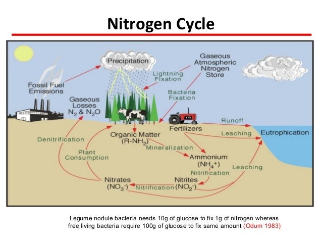 Biogeochemical cycle and impact of anthropogenic activity by shashi s…