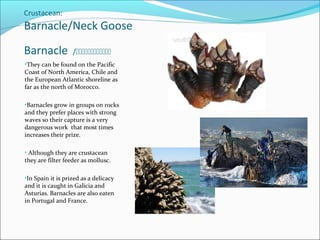 Shellfish | PPT