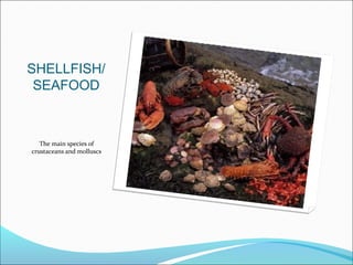 SHELLFISH/
SEAFOOD
The main species of
crustaceans and molluscs
 