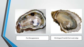 Sea Shell Infection Shell fish parasitic disease | PPTX