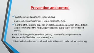 Prevention and control
Cyclohexamide (1 μg/ml/week for 45 days
However, chemical treatment is impractical in the field.
Control of the disease depends on isolation and manipulation of seed stock
and recommended the following procedures: avoid use of infected seed
stocks;
Ray’s fluid thioglycollate medium (RFTM) . For disinfection prior culture.
Harvest early if beds become infected; and
fallow beds after harvest to allow all infected oysters to die before replanting
 