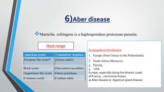 6)Aber disease
Marteilia refringens is a haplosporidum protozoan parasite.
Geographical distribution
1. Europe (from Greece to the Netherlands).
2. North Africa (Morocco).
3. Florida,
4. USA
Europe, especially along the Atlantic coast
of France, , commonly known
as Aber disease or digestive-gland disease.
American oyster Crassostrea virginica
European flat oyster* (Ostrea edulis)
Rock oyster (Saccostrea cuccullatta
Argentinian flat oyster Ostrea puelchana
Common cockle Cardium edule
Host range
 