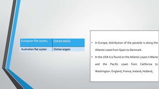 European flat oyster, Ostrea edulis.
Australian flat oyster Ostrea angasi
• In Europe, distribution of the parasite is along the
Atlantic coast from Spain to Denmark.
• In the USA it is found on the Atlantic coast in Maine
and the Pacific coast from California to
Washington. England, France, Ireland, Holland,
 