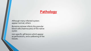 Pathology
Although many infected oysters
appear normal, others
Bonamia ostreae infects the granular
blood cells (haemocytes) of the native
oyster.
non-specific gill lesions which appear
as perforations, and a yellowing of the
tissues.
 