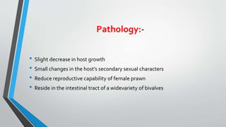 Pathology:-
• Slight decrease in host growth
• Small changes in the host’s secondary sexual characters
• Reduce reproductive capability of female prawn
• Reside in the intestinal tract of a widevariety of bivalves
 