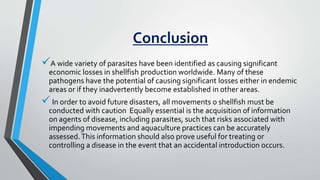 Conclusion
A wide variety of parasites have been identified as causing significant
economic losses in shellfish production worldwide. Many of these
pathogens have the potential of causing significant losses either in endemic
areas or if they inadvertently become established in other areas.
In order to avoid future disasters, all movements o shellfish must be
conducted with caution Equally essential is the acquisition of information
on agents of disease, including parasites, such that risks associated with
impending movements and aquaculture practices can be accurately
assessed.This information should also prove useful for treating or
controlling a disease in the event that an accidental introduction occurs.
 