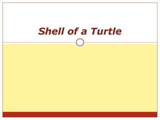 Shell of a turtle | PPTX