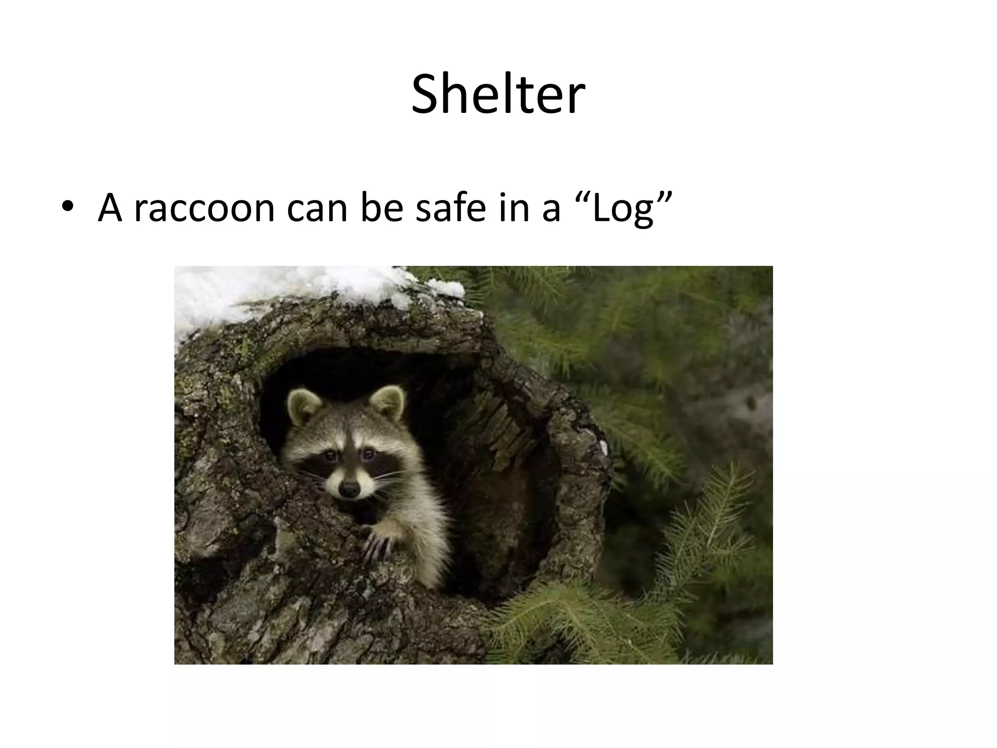 Shelter | PPT