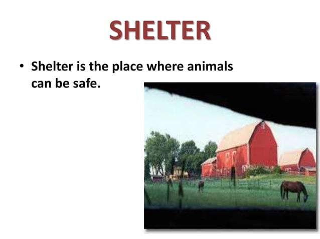 Shelter | PPT