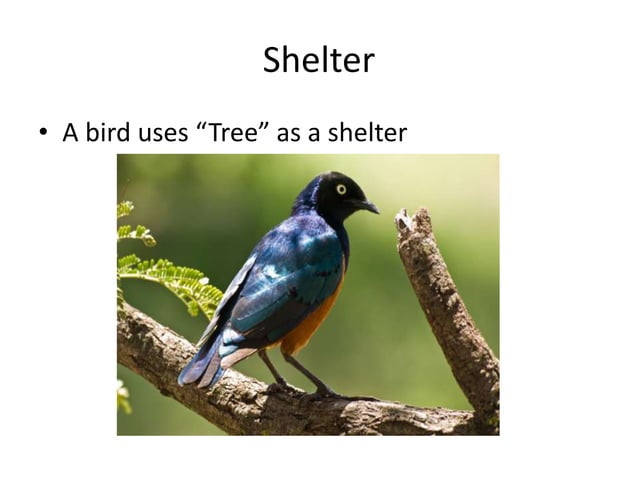 Shelter | PPT