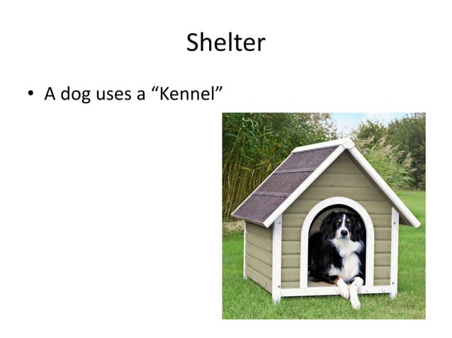 Shelter | PPT