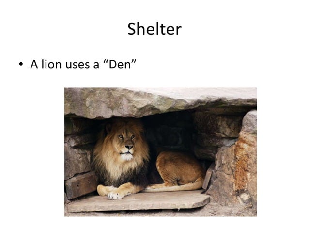 Shelter | PPT