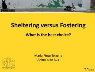 ANIMAISDERUA

Sheltering versus Fostering
What is the best choice?

Maria Pinto Teixeira
Animais de Rua

 