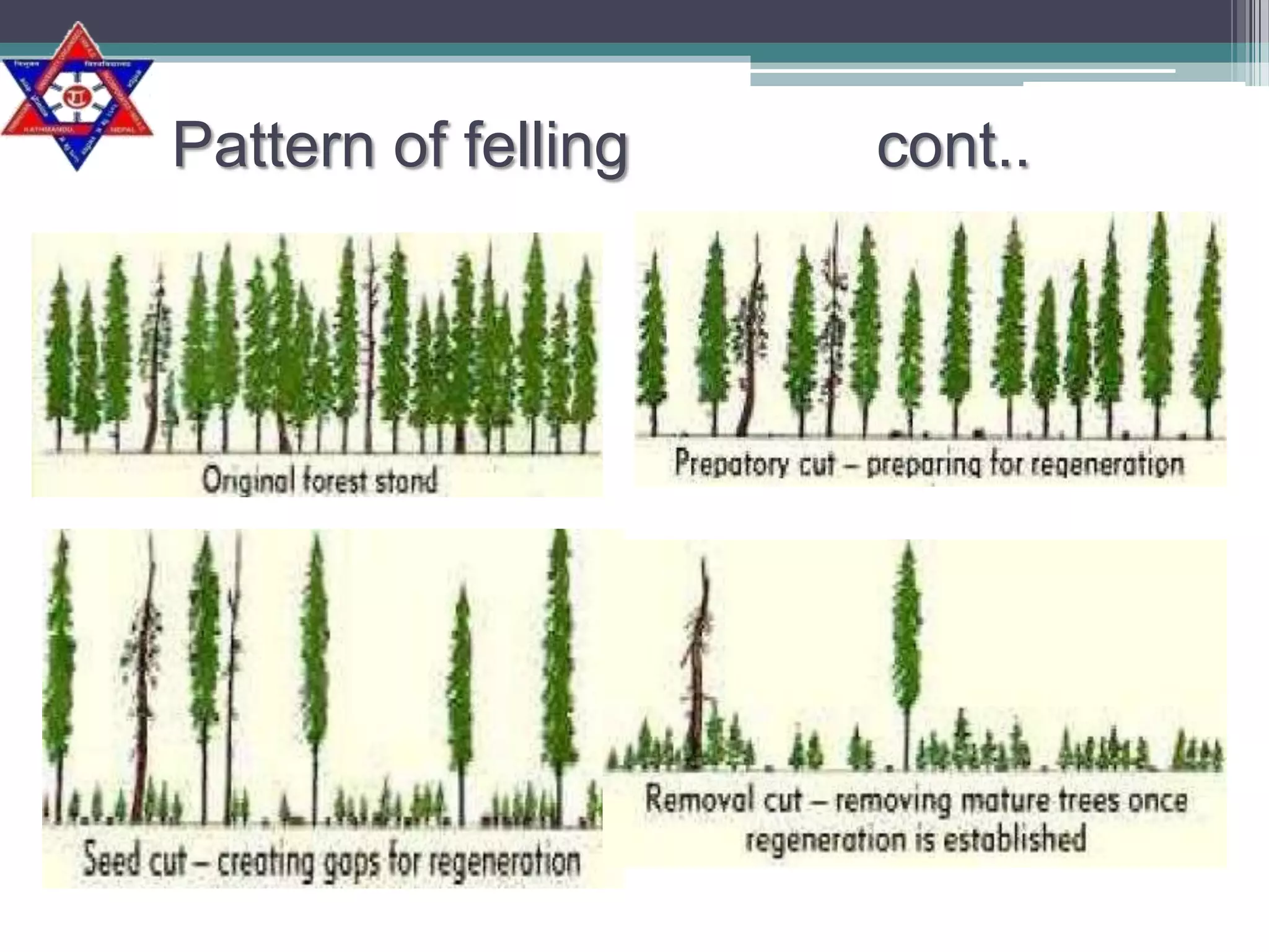 Pattern of felling

cont..

 