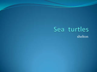 Sea  turtles shelton 