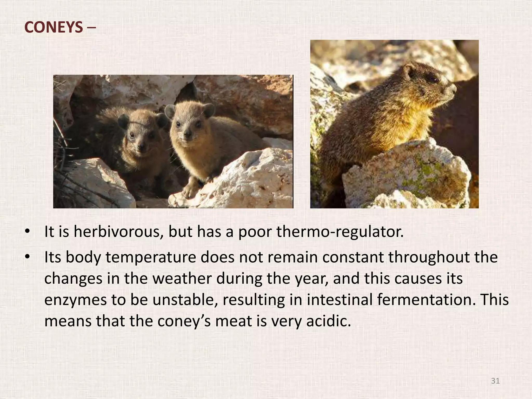 CONEYS –
• It is herbivorous, but has a poor thermo-regulator.
• Its body temperature does not remain constant throughout the
changes in the weather during the year, and this causes its
enzymes to be unstable, resulting in intestinal fermentation. This
means that the coney’s meat is very acidic.
31
 