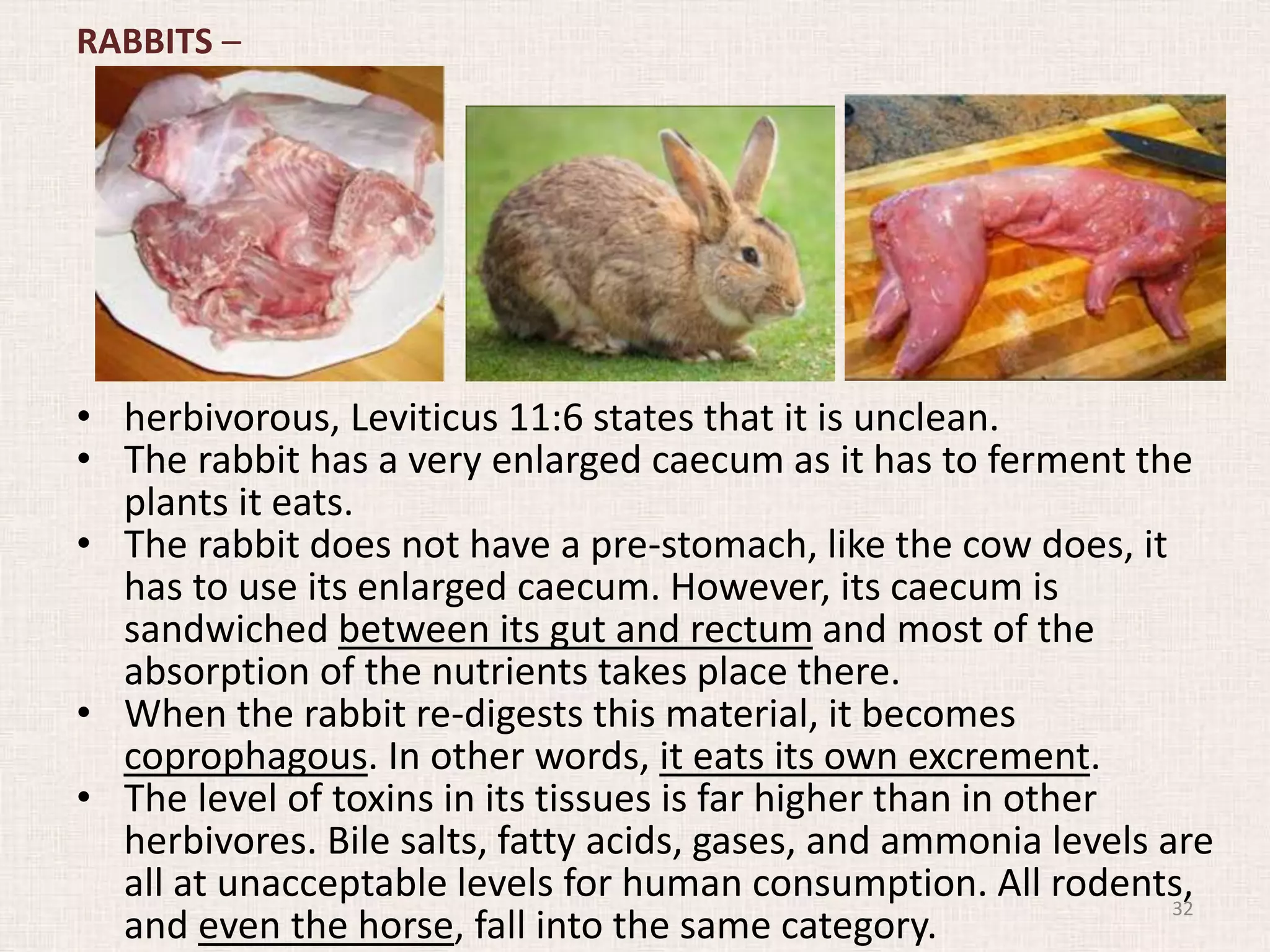 RABBITS –
• herbivorous, Leviticus 11:6 states that it is unclean.
• The rabbit has a very enlarged caecum as it has to ferment the
plants it eats.
• The rabbit does not have a pre-stomach, like the cow does, it
has to use its enlarged caecum. However, its caecum is
sandwiched between its gut and rectum and most of the
absorption of the nutrients takes place there.
• When the rabbit re-digests this material, it becomes
coprophagous. In other words, it eats its own excrement.
• The level of toxins in its tissues is far higher than in other
herbivores. Bile salts, fatty acids, gases, and ammonia levels are
all at unacceptable levels for human consumption. All rodents,
and even the horse, fall into the same category.
32
 