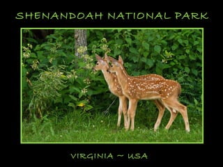 SHENANDOAH NATIONAL PARK VIRGINIA ~ USA 