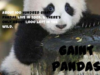 GAINT
PANDAS
About 100 hundred Giant
Pandas live in zoos, & there's
only about 1,000 left in the
wild.
 