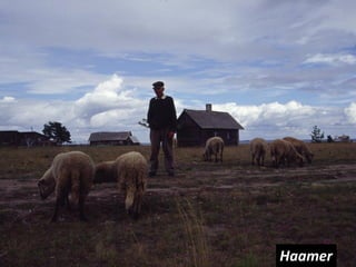Haamer
 