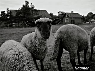 Haamer
 